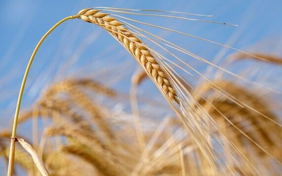 对植物病害免疫的小麦将在中国创造