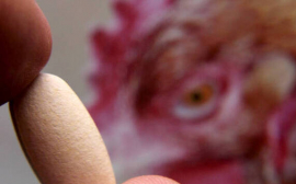 中国已录得5例人感染禽流感病毒病例