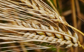 中国解除对俄罗斯小麦和大麦进口的限制