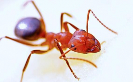 中国正遭受毒红蚂蚁入侵