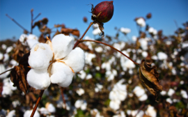 新疆80%以上的棉花将在农业机械的帮助下收获