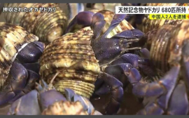 中国夫妇在日本旅游抓683只寄居蟹被捕，当地警方怀疑是用于走私，二人坚称是拿来吃