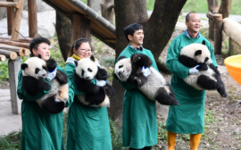 今年还将接返10余只大熊猫回国