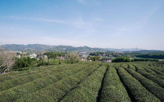 杭州径山春茶将于3月18日正式开采 预计品质稳中向好